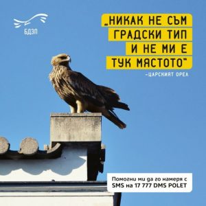 Царски орел е забелязан в центъра на София