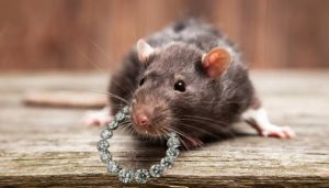 ЛОВКИ ЛАПИ: Плъх обра бижутерия! (ВИДЕО)