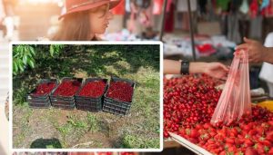 РАЗГЕЛЕ: БГ черешите поевтиняват от понеделник