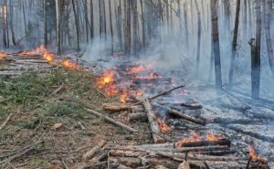 Близо 200 горски служители участват в гасене на пожари в страната