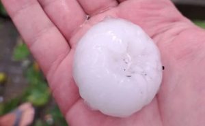 Градушка като орех във Великотърновско