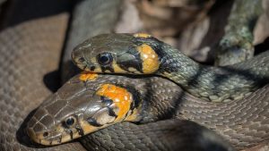 Двама мъже подхвърлиха змия на гише в Община Разград, служителките изпаднаха в шок
