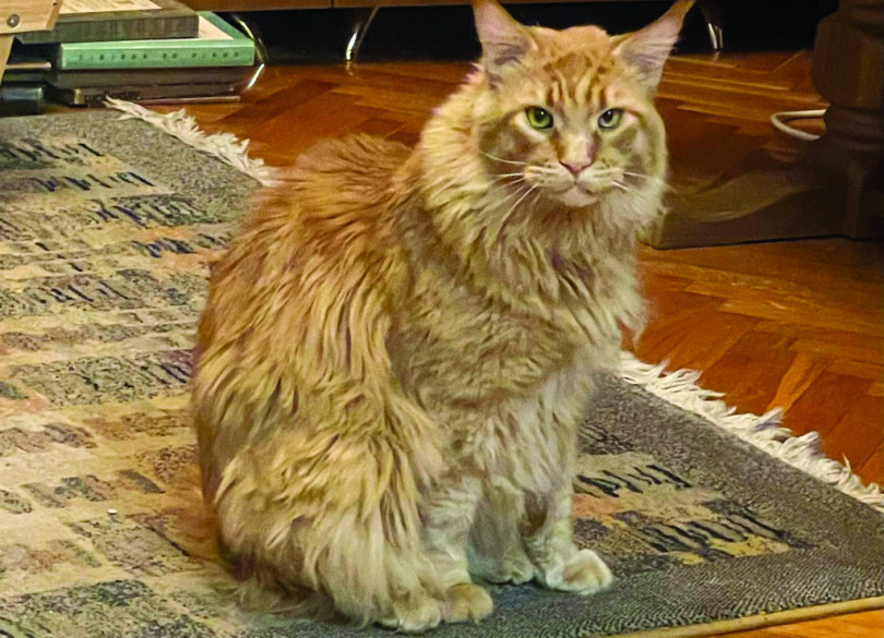 Котката на Волен живее по-добре от български пенсионер (Снимки)