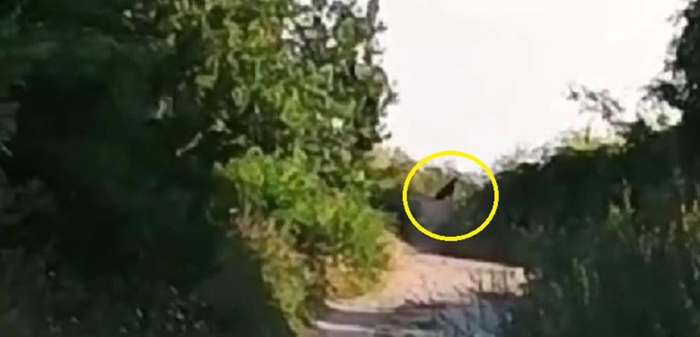 Изстрели в Шумен! BG-ALERT се задейства заради опасен хищник – черна пантера?