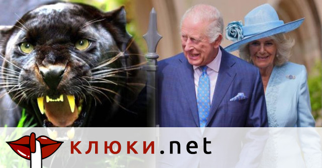 Черна пантера забелязана край резиденцията на крал Чарлз и кралица Камила