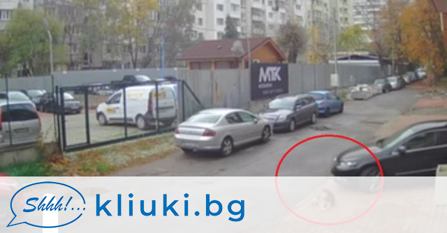 Лекар прегази с колата си куче в София и го остави на улицата, твърди, че било неволно