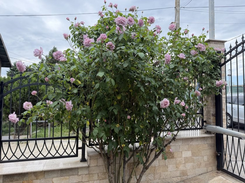 Оазис в столицата: Ето я приказната градина на Жоро Игнатов! (тук разпуска след поредния скандал в „Съдебен спор“ – ГАЛЕРИЯ)